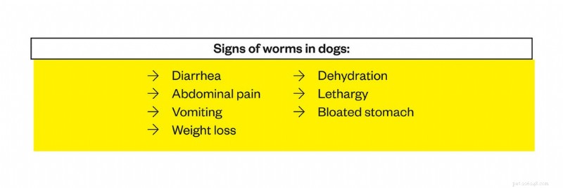Effective Worm Treatment for Dogs: Diagnosis, Care, and Prevention