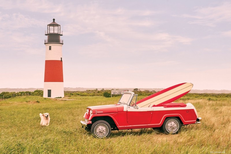 Gray Malin’s Stunning Vacation Photography: Celebrating Dogs in Iconic Destinations