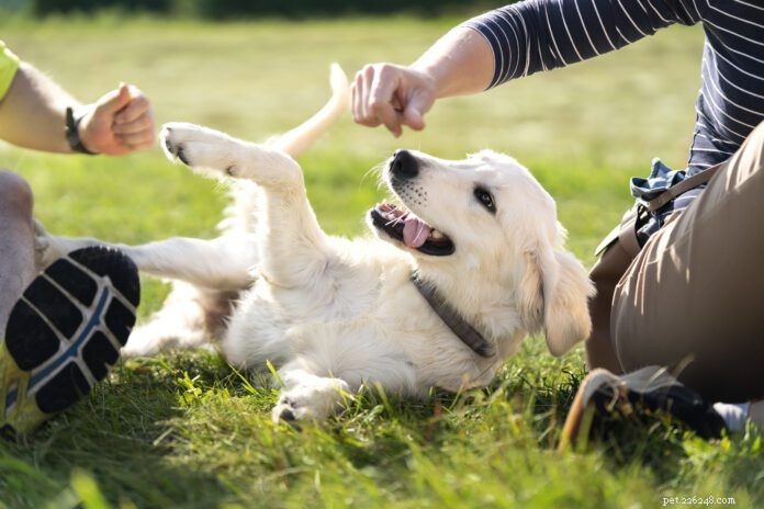 Create a Safe, Calm Home for Your Dog: Proven Tips & Insights