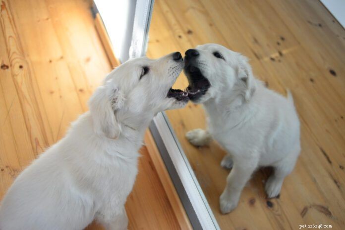 Do Dogs See Their Own Reflection? Understanding Self‑Recognition in Canines