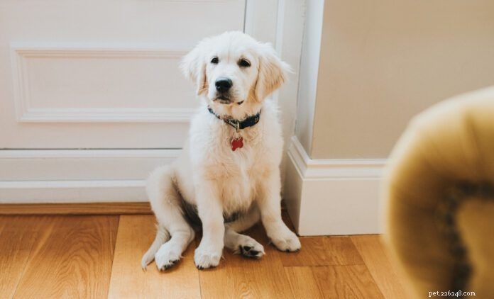 Apartment‑Friendly Guide to Potty‑Training Your Puppy