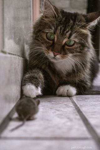 Can Cats Contract or Spread Hantavirus? What Pet Owners Should Know