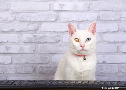 The Khao Manee Cat: History, Appearance, and Care Tips