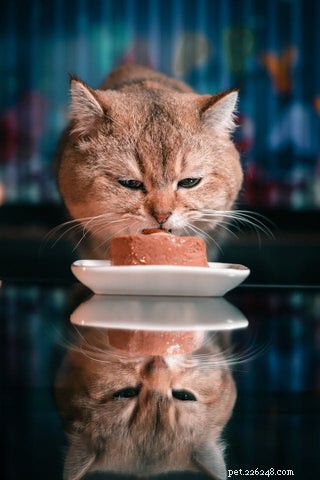 How U.S. Tariffs Could Drive Up Cat Food Prices