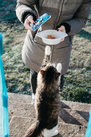 How U.S. Tariffs Could Drive Up Cat Food Prices