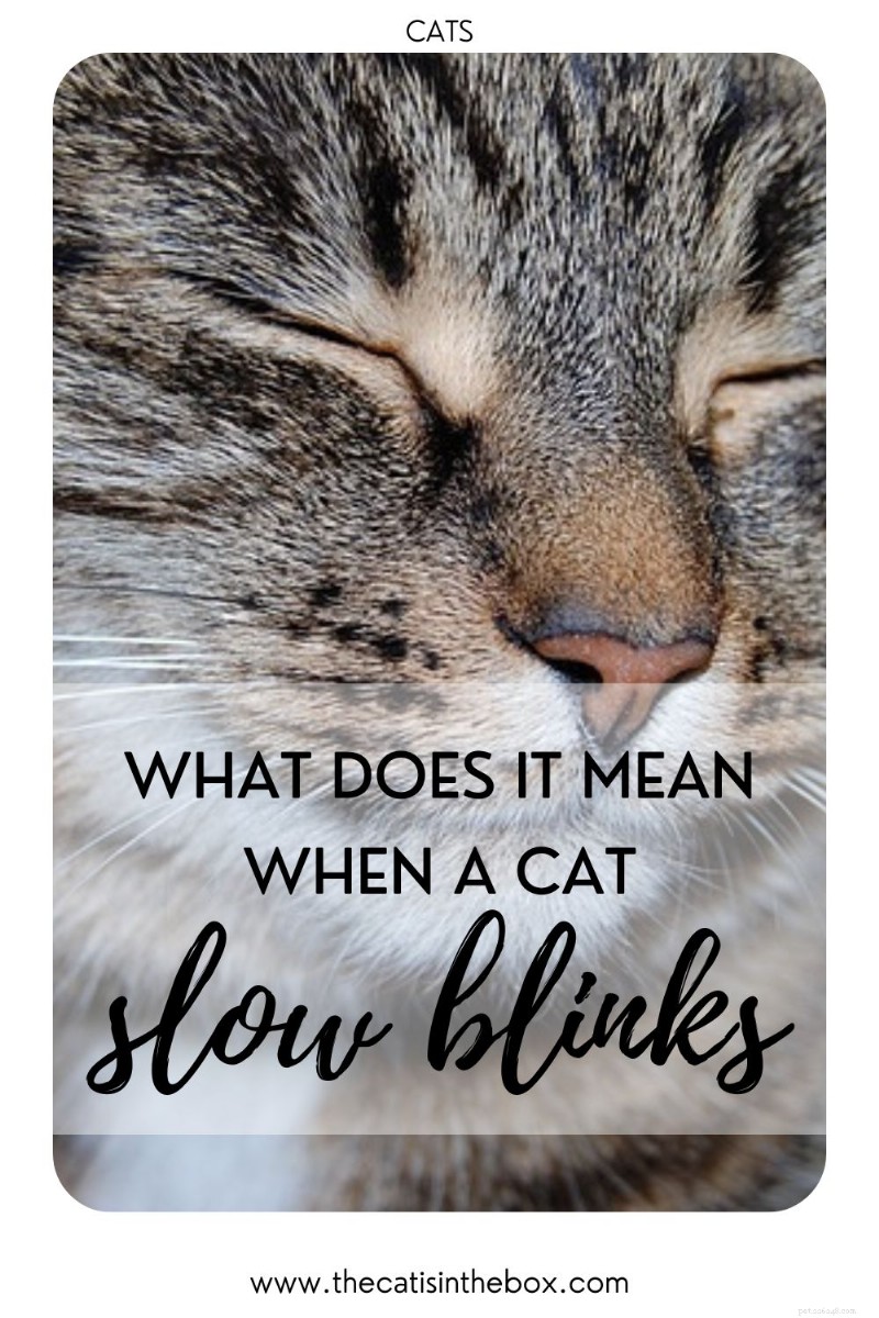 What Does a Cat’s Slow Blink Reveal About Its Trust and Mood?