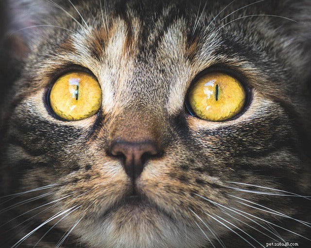 How to Tell If Your Cat Is Scared (and What to Do About It)