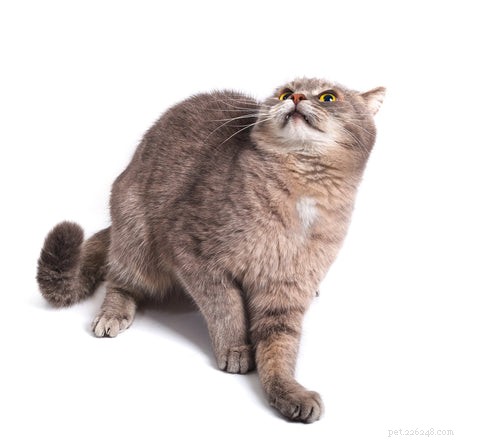 How to Tell If Your Cat Is Scared (and What to Do About It)