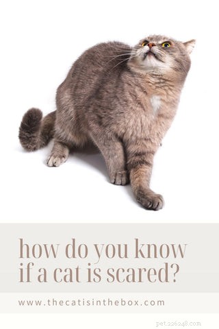 How to Tell If Your Cat Is Scared (and What to Do About It)