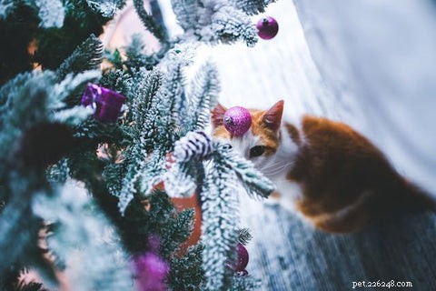 Can You Cat-Proof Your Christmas Tree? Safe Strategies for Cat Owners