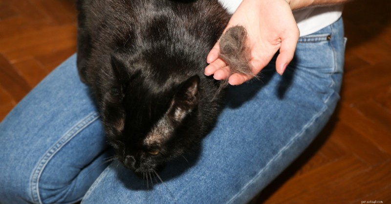 Spring Shedding Season in Cats: Proven Strategies to Keep Your Home Fur‑Free