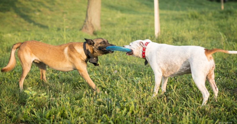 Reintegrating Your Dog After Winter: A Step‑by‑Step Guide to Restoring Confidence and Social Skills