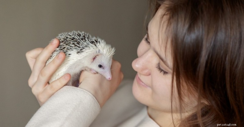 Ask Dr. Jenn: Why Are My Hedgehog’s Spines Falling Out? Causes & Treatment