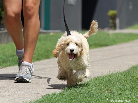 6 Dog-Friendly Workouts to Keep You and Your Pup Fit