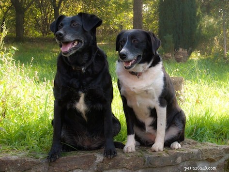 6 Dog-Friendly Workouts to Keep You and Your Pup Fit