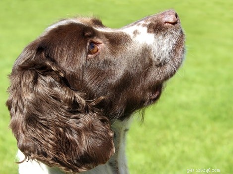 6 Dog-Friendly Workouts to Keep You and Your Pup Fit