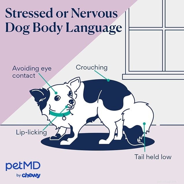 Decoding Your Dog’s Body Language: A Practical Guide to Understanding Their Signals