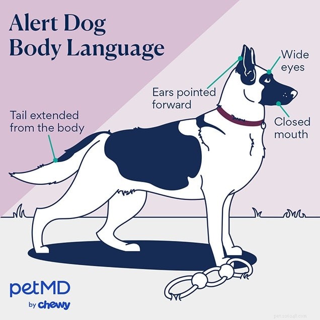 Decoding Your Dog’s Body Language: A Practical Guide to Understanding Their Signals