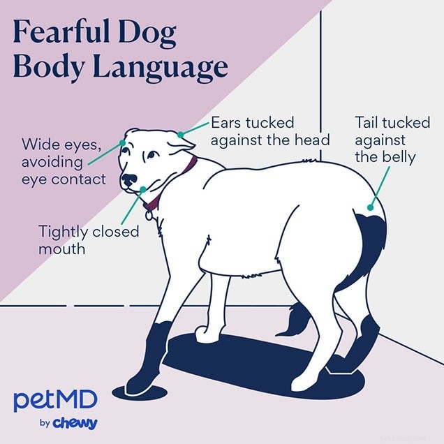 Decoding Your Dog’s Body Language: A Practical Guide to Understanding Their Signals