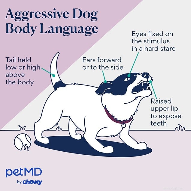 Decoding Your Dog’s Body Language: A Practical Guide to Understanding Their Signals