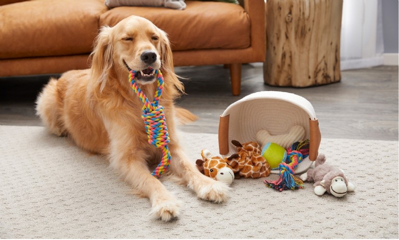 What Drives Dogs to Offer You Toys When You Arrive Home