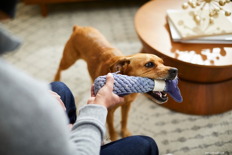 What Drives Dogs to Offer You Toys When You Arrive Home