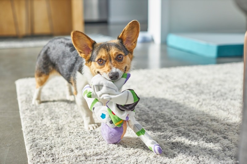 What Drives Dogs to Offer You Toys When You Arrive Home