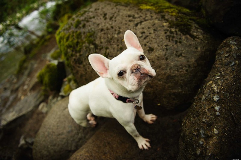 Understanding Roundworms in Pets: Causes, Symptoms, and Prevention