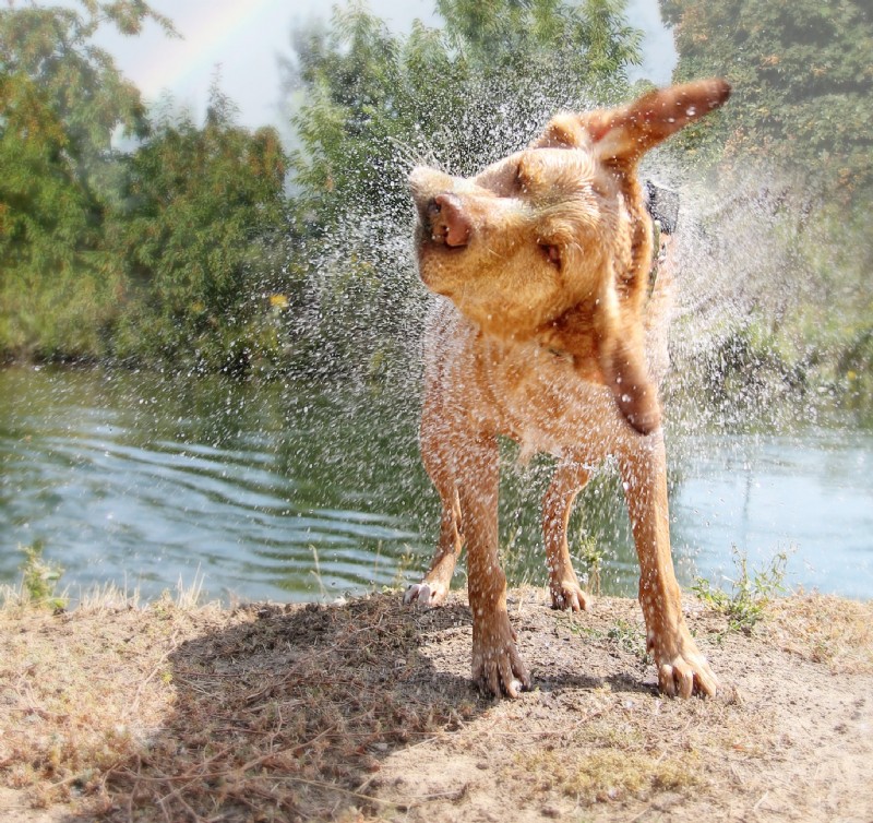 What Is Giardia? A Comprehensive Guide for Dog Owners