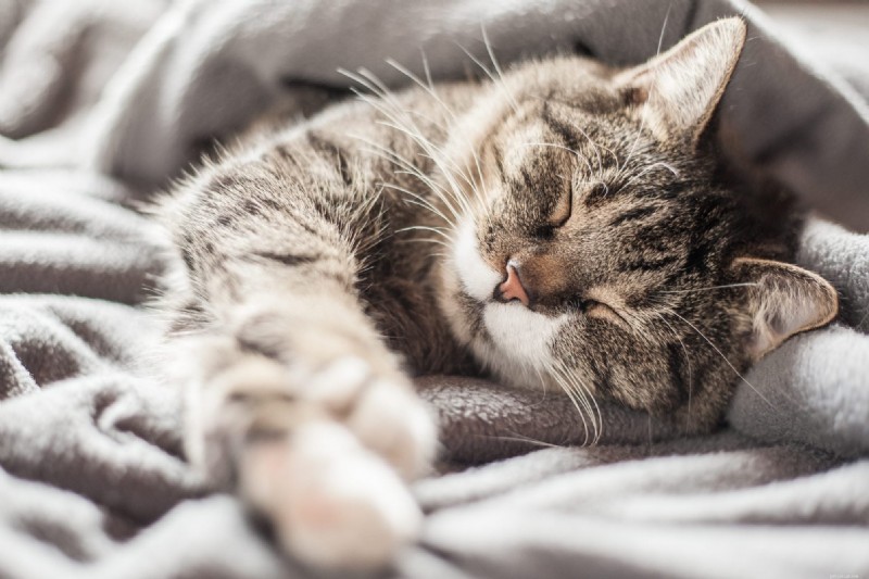 Do Cats Dream? Expert Insights into Feline REM Sleep and What’s in Their Dreams