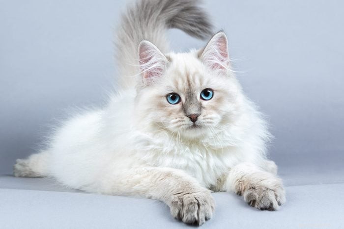12 Cat Breeds That Get Along with Dogs