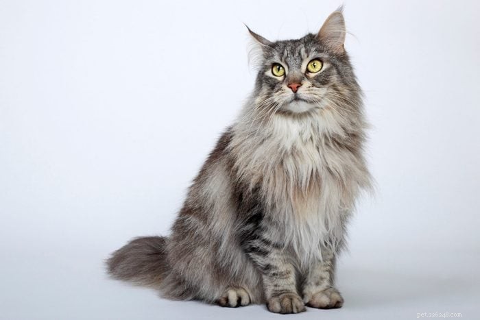 12 Cat Breeds That Get Along with Dogs