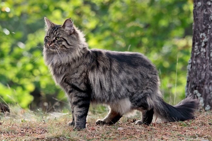 12 Cat Breeds That Get Along with Dogs
