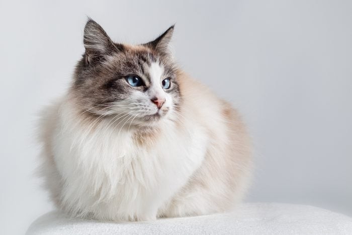 12 Cat Breeds That Get Along with Dogs
