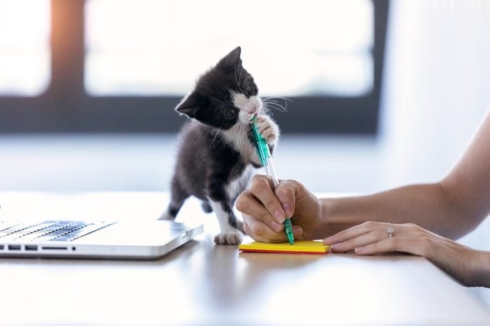 25 Adorable Cat Photos Capturing the Playful Spirit of Working From Home