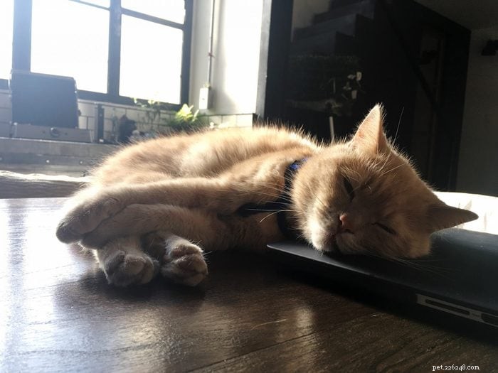 25 Adorable Cat Photos Capturing the Playful Spirit of Working From Home