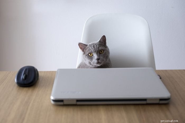 25 Adorable Cat Photos Capturing the Playful Spirit of Working From Home