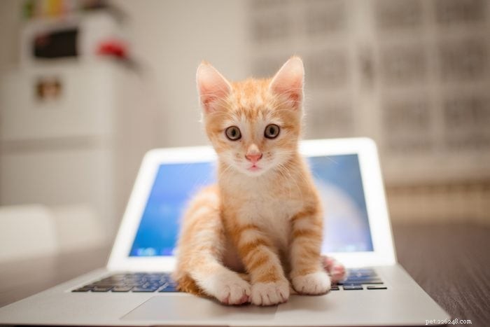25 Adorable Cat Photos Capturing the Playful Spirit of Working From Home