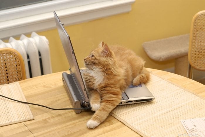 25 Adorable Cat Photos Capturing the Playful Spirit of Working From Home