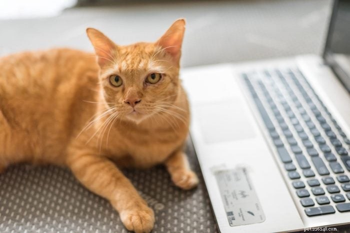 25 Adorable Cat Photos Capturing the Playful Spirit of Working From Home