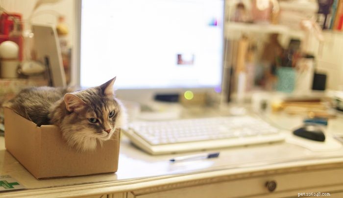 25 Adorable Cat Photos Capturing the Playful Spirit of Working From Home