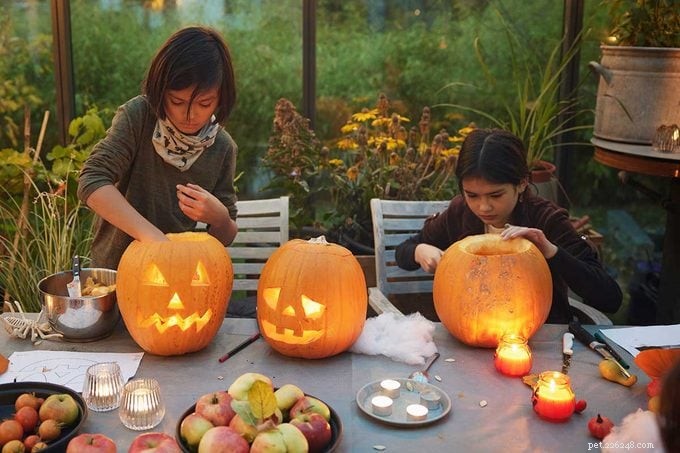 Keep Your Dog Safe This Halloween: Expert Tips & Common Hazards