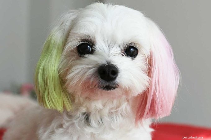 Keep Your Dog Safe This Halloween: Expert Tips & Common Hazards