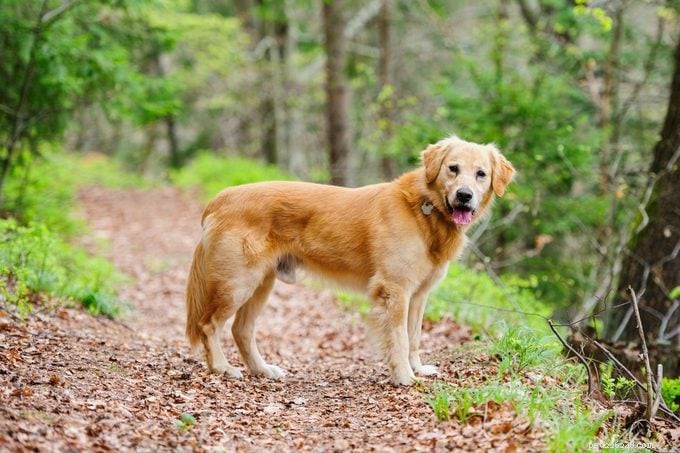 Male vs. Female Dogs: Key Differences to Consider When Choosing a Companion