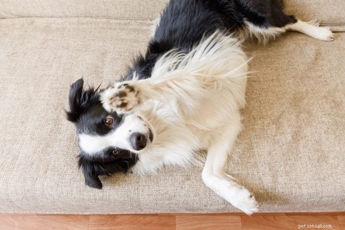 Male vs. Female Dogs: Key Differences to Consider When Choosing a Companion