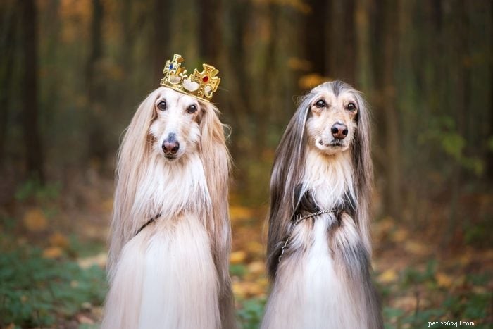 The 26 Most Expensive Dog Breeds Worldwide – Prices, Traits & Care Tips