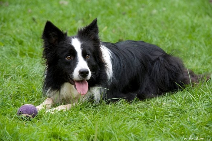 Top 11 Dog Breeds That Are Easy to Train & Obedient