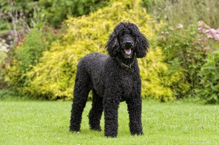 Top 11 Dog Breeds That Are Easy to Train & Obedient