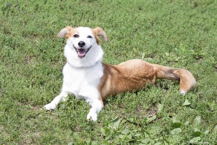 Top 11 Dog Breeds That Are Easy to Train & Obedient