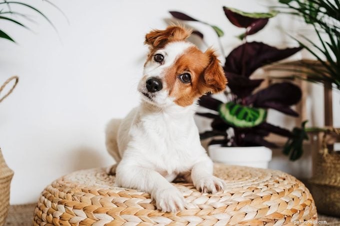 Why Does My Dog Stare? 9 Expert-Backed Reasons Behind Their Gaze
